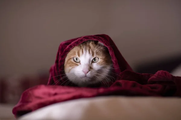 Кошка Покрытая Красным Одеялом — стоковое фото
