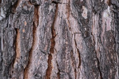 ağaç kesimi görünümü çok yakın