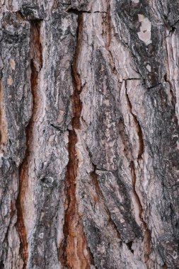 Şubat ayında ağaç kabuğu