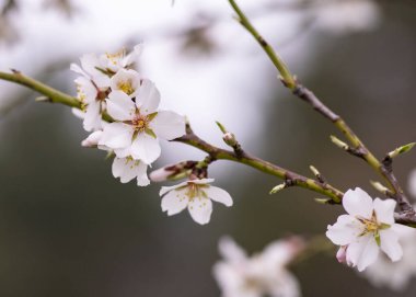 İlk badem çiçekleri açıyor.