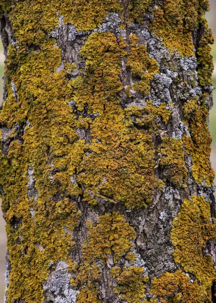 Kůra Stromu Pokrytého Mechem — Stock fotografie