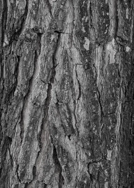 Kůra Stromu Únoru — Stock fotografie