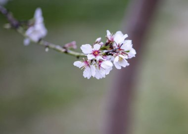 İlk badem çiçekleri açıyor.