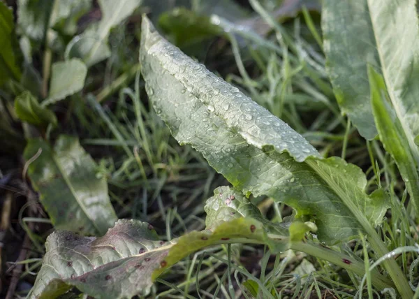 Gröna Växter Med Morgondagg — Stockfoto