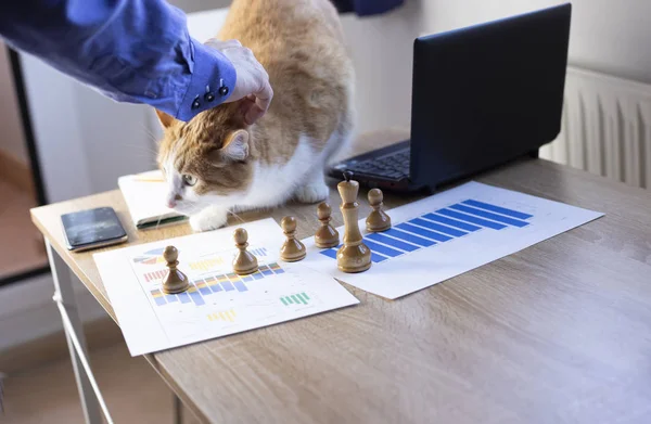 Man working in office with a cat, finance, business, entrepreneur.