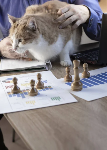 Man working in office with a cat, finance, business, entrepreneur.