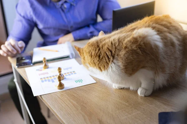 Homem Trabalhando Escritório Com Gato Finanças Negócios Empreendedor — Fotografia de Stock