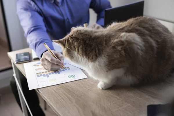 Man working in office with a cat, finance, business, entrepreneur.