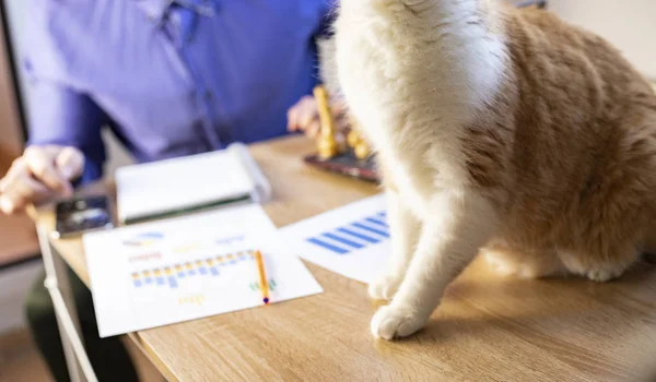 Man working in office with a cat, finance, business, entrepreneur.