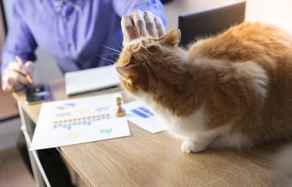 Man working in office with a cat, finance, business, entrepreneur.