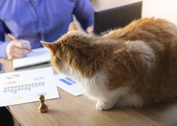 Man working in office with a cat, finance, business, entrepreneur.