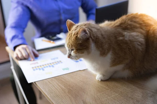 Man working in office with a cat, finance, business, entrepreneur.