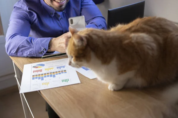 Man working in office with a cat, finance, business, entrepreneur.