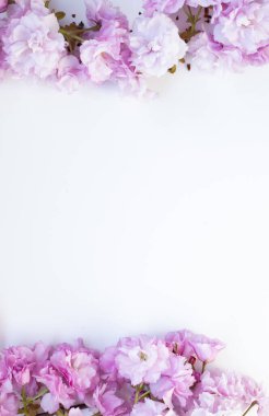 Pembe ve beyaz badem çiçekleri, bahar çiçekleri dalları, beyaz arka planda izole edilmiş kutu, üst manzara.