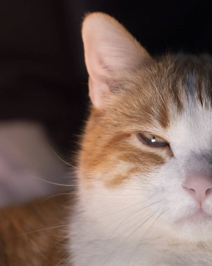 Turuncu tüylü kedi yatakta uyuyor ve çok güzel görünüyor.