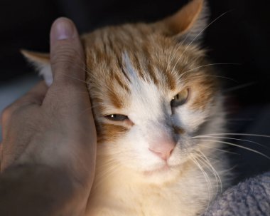 Bir kediyi elle okşamak, yerli sarışın ve beyaz