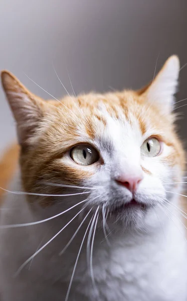 Gato Piel Naranja Con Ojos Bonitos — Foto de Stock