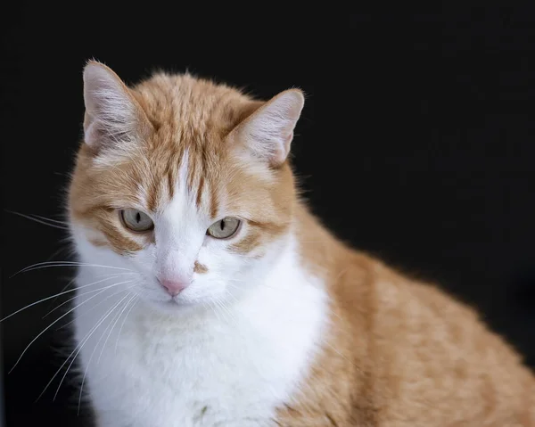 Gato Pele Laranja Com Olhos Bonitos — Fotografia de Stock