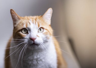 Güzel gözlü turuncu tüylü kedi.