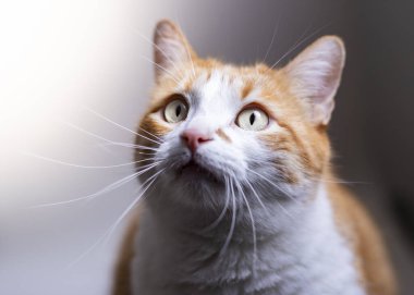 Güzel gözlü turuncu tüylü kedi.