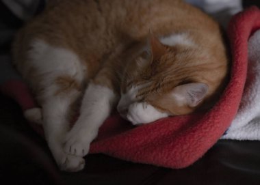 Turuncu tüylü kedi yatakta uyuyor ve çok güzel görünüyor.