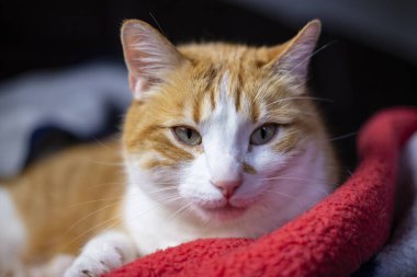 Güzel gözlü turuncu tüylü kedi.