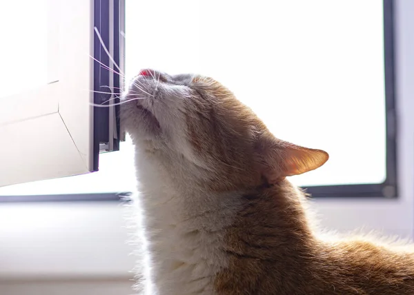 Güzel Gözlü Turuncu Tüylü Kedi — Stok fotoğraf