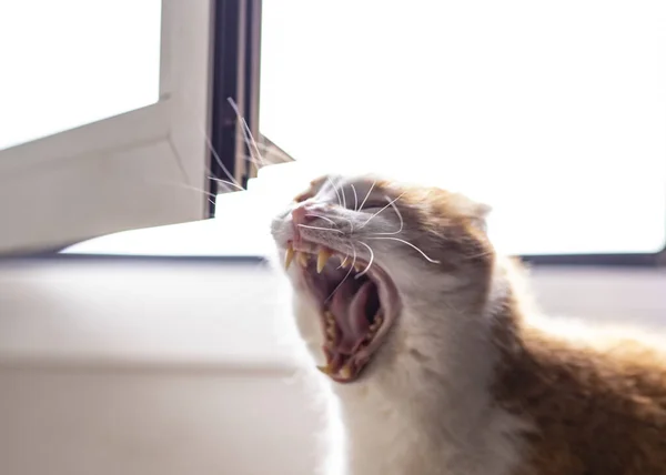 Gato Bocejo Com Boca Aberta Mostra Presas — Fotografia de Stock