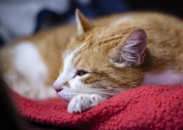 Gato Pele Laranja Está Dormindo Cama Parece Muito Bonito — Fotografia de Stock