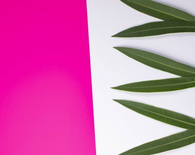 Palmiye yaprakları fuşya ve beyaz arkaplanda yalıtılmış.