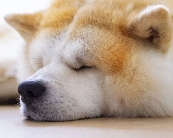 Χαριτωμένο Πρόσωπο Σκύλου Κοιμάται Στο Πάτωμα — Φωτογραφία Αρχείου