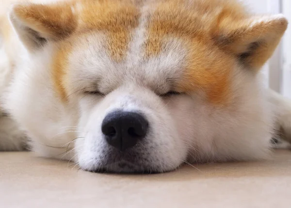 Χαριτωμένο Πρόσωπο Σκύλου Κοιμάται Στο Πάτωμα — Φωτογραφία Αρχείου