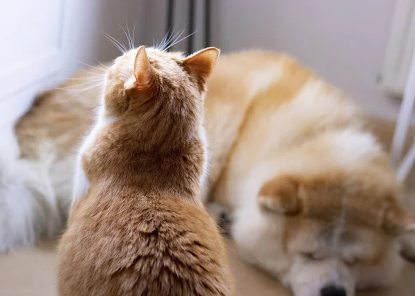 orange cat with dog in the room