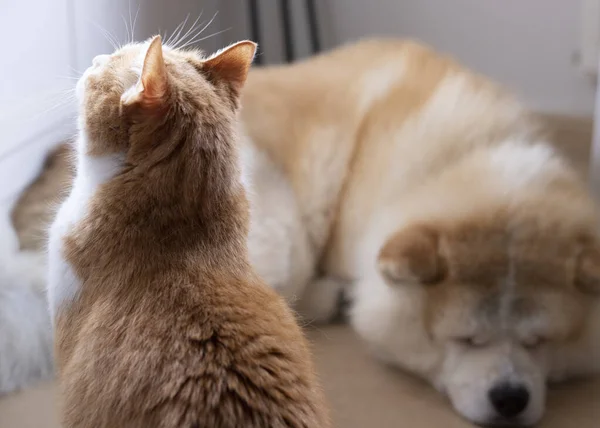 Portakal Kedisi Köpek Odada — Stok fotoğraf