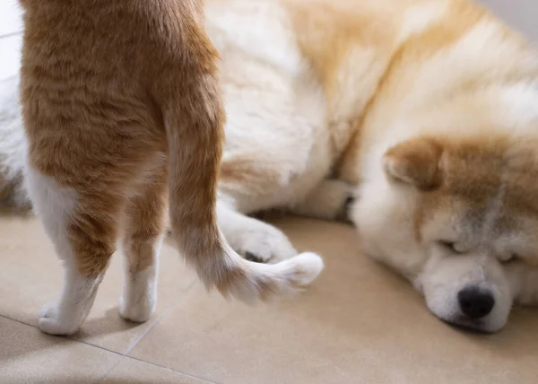 Schattig Hond Gezicht Slapen Vloer — Stockfoto