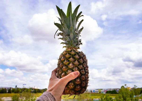 pineapple in a hand, sky background, summer vacation