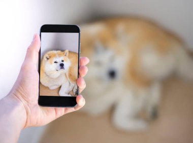 Ekran telefonundaki meraklı köpeğin resmi