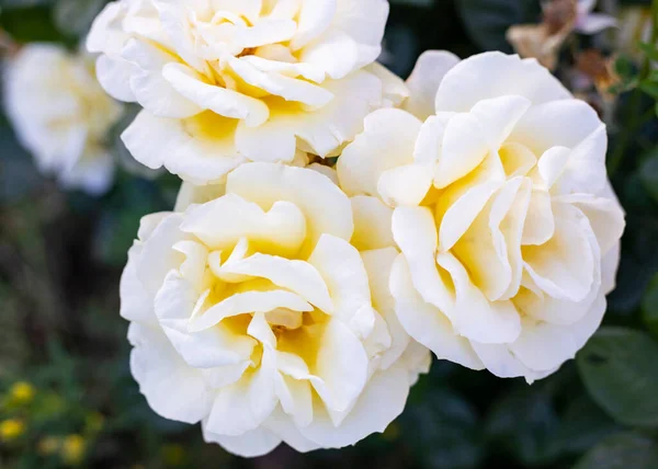 Rosas Amarillas Perfectas Para Día Madre — Foto de Stock