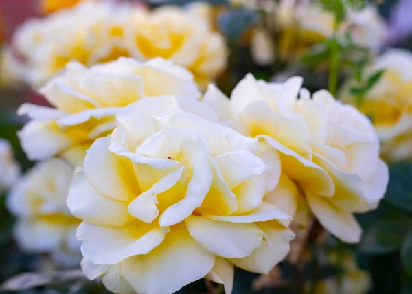 Rosas Amarillas Perfectas Para Día Madre — Foto de Stock