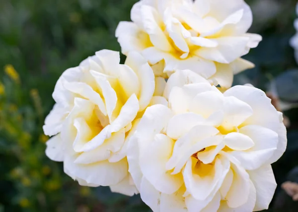 Varias Rosas Amarillas Día Madre Primavera — Foto de Stock