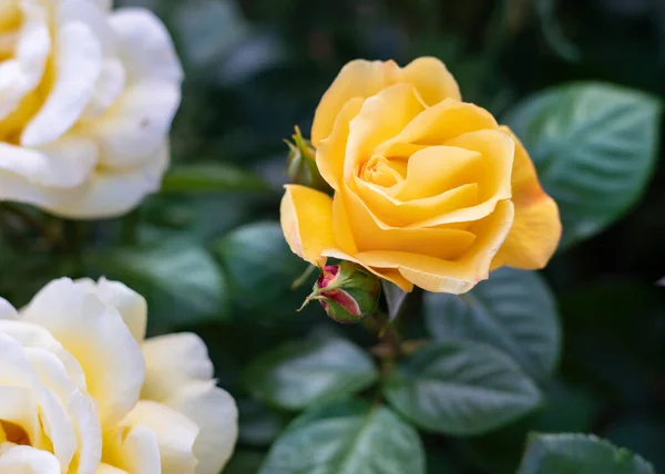 Rosas Amarillas Perfectas Para Día Madre — Foto de Stock
