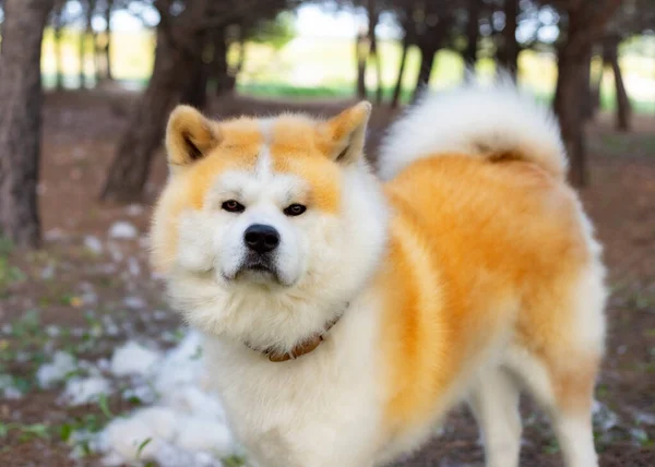 秋田犬の森の犬 — ストック写真