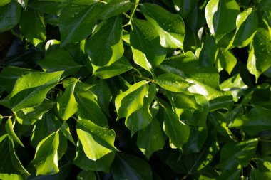 Siyah arkaplanda su damlası olan yeşil yaprak