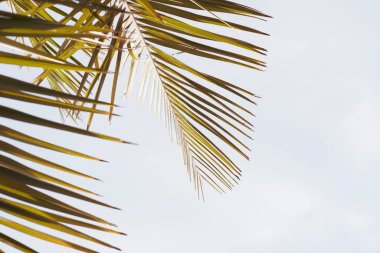 Beyaz arkaplanda palmiye yaprakları