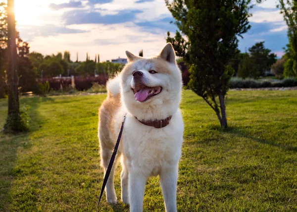 Szczęśliwy Pies Akita Inu Zachodzie Słońca — Zdjęcie stockowe