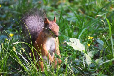 Yeşil çimlere sincap yakın çekim