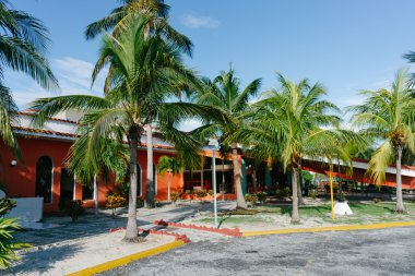 Küba'daki palmiye ağacı