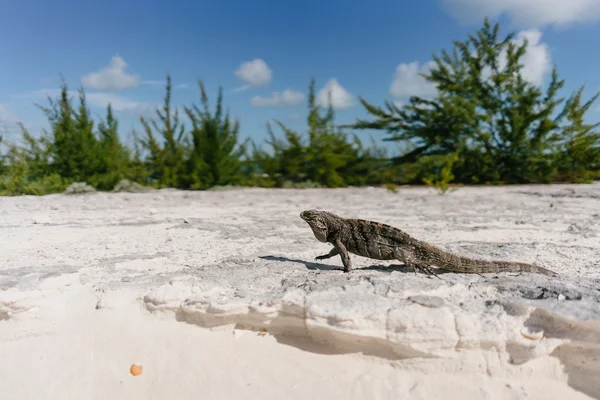 海鬣蜥在古巴长岛海滩 — 图库照片