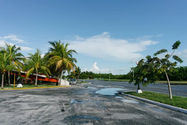 Palmboom in Cuba — Stockfoto