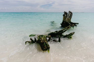 Plaj, ada, Cayo Largo, Küba Karayip Denizi suları dışarı yapışmasını pitoresk snags